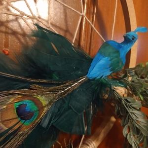 Dreamcatcher-Be a Peacock in a World of Ducks